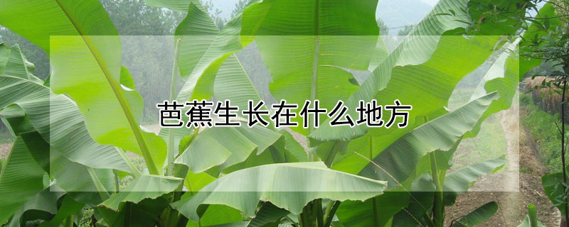 芭蕉生长在什么地方 芭蕉树长在什么地区