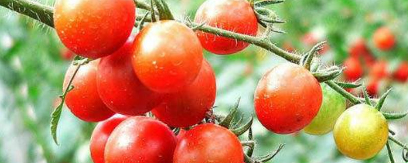 樱桃番茄种植时间和方法 樱桃小番茄种植时间
