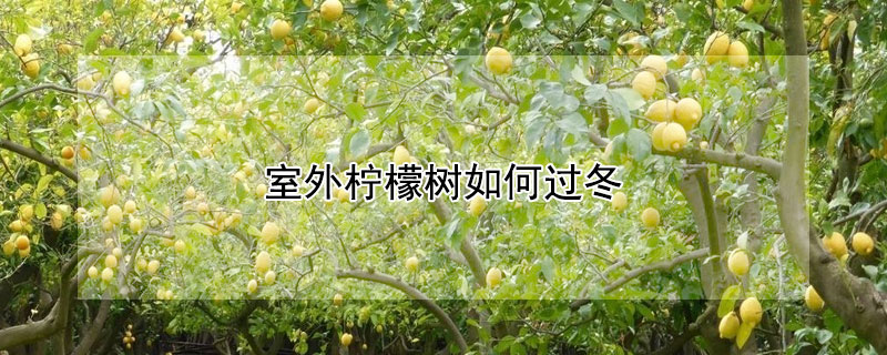 室外柠檬树如何过冬 室外柠檬树如何过冬呢