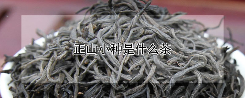 正山小种是什么茶 正山小种是什么茶有保质期吗