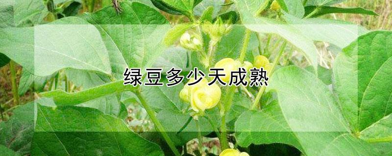 绿豆多少天成熟 绿豆多少天成熟夏季
