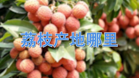 荔枝产地哪里（荔枝产地哪里60%）