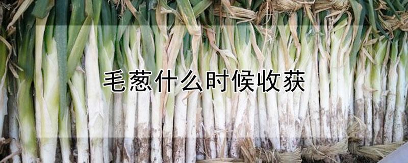 毛葱什么时候收获 毛葱什么时候收获好