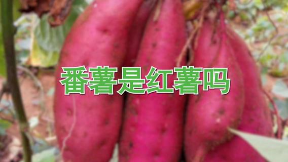 番薯是不是红薯 蕃薯是不是红薯