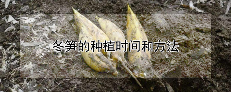 冬笋的种植时间和方法（冬笋的种植时间和方法图片）