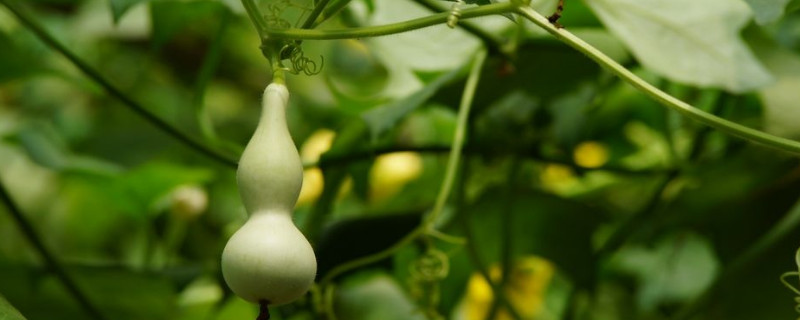 小葫芦的种植方法及技术要点（小葫芦 种植方法）