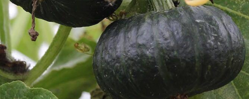 板栗南瓜种植方法 板栗南瓜种植方法和技术