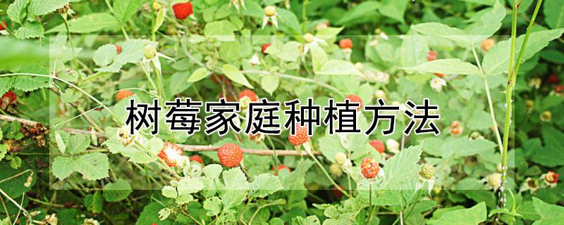 树莓家庭种植方法 树莓家庭种植方法图解