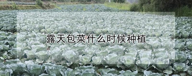 露天包菜什么时候种植 露天包菜什么时候种植淮北