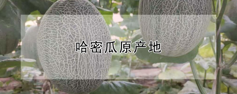哈密瓜原产地 哈密瓜原产地是中国吗