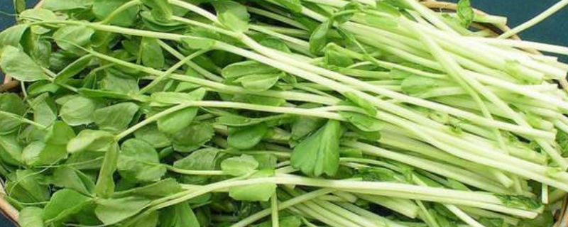 豌豆苗怎么种变粗 豌豆苗怎么种变粗大