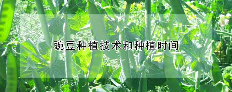 豌豆种植技术和种植时间（河南省豌豆种植技术和种植时间）