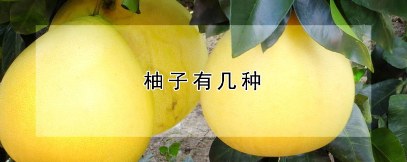 柚子有几种 柚子有几种品种和图