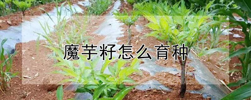魔芋籽怎么育种（魔芋籽怎么育苗）
