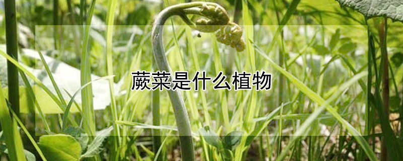 蕨菜是什么植物 蕨菜是什么植物类群