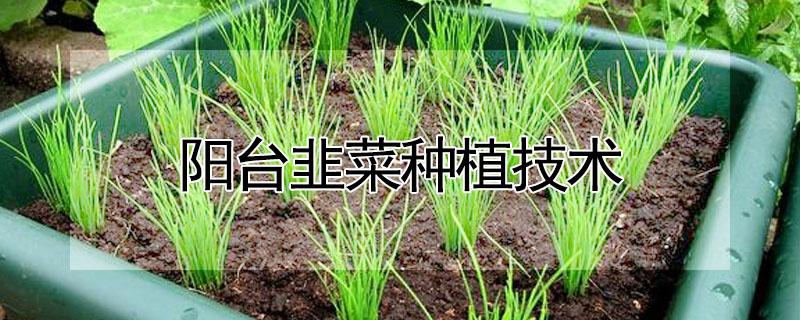 阳台韭菜种植技术 阳台韭菜种植方法