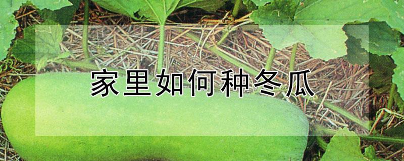 家里如何种冬瓜（家里如何种冬瓜种子）