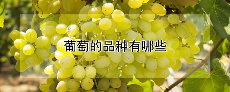 葡萄的品种有哪些（葡萄的品种有哪些?名字叫什么）