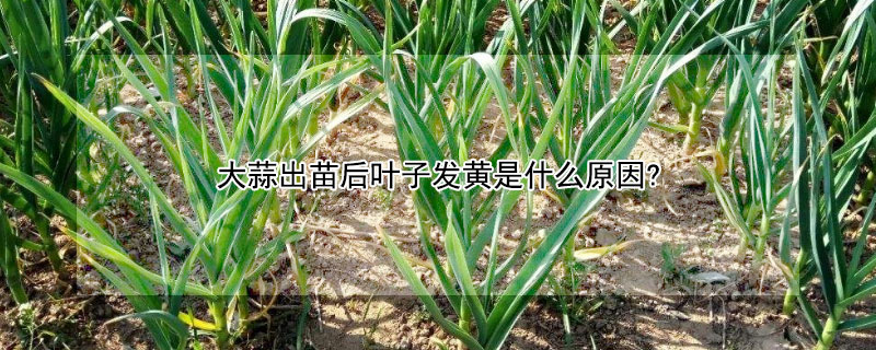 大蒜出苗后叶子发黄是什么原因?（大蒜出苗后叶子发黄是什么原因呢）