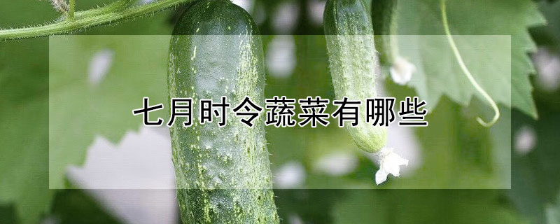 七月时令蔬菜有哪些 七月份什么蔬菜