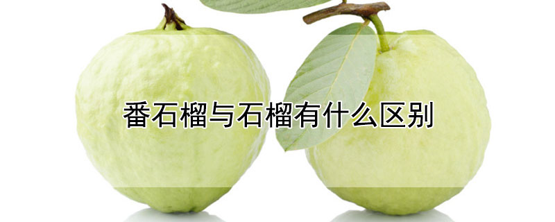 番石榴与石榴有什么区别 番石榴的区别