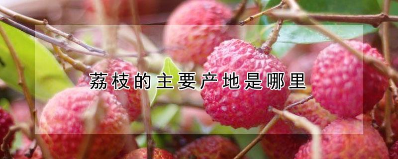 荔枝的主要产地是哪里 荔枝的主要产地是哪里的