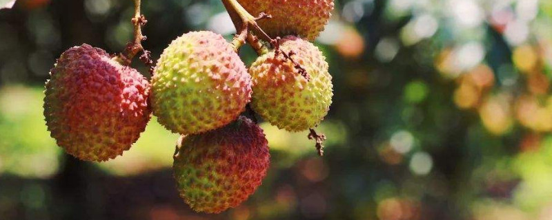 荔枝北方能种出来吗（荔枝可以种在北方吗）