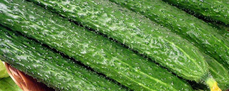 夏天菜地里有哪些蔬菜 夏天的田地有什么蔬菜