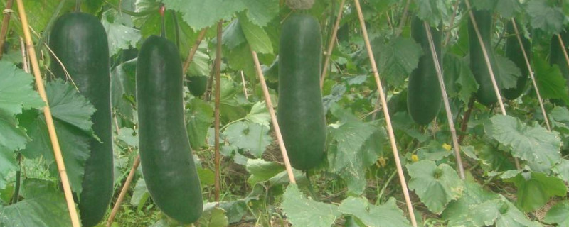 冬瓜籽怎么种（冬瓜籽怎么种出苗快）