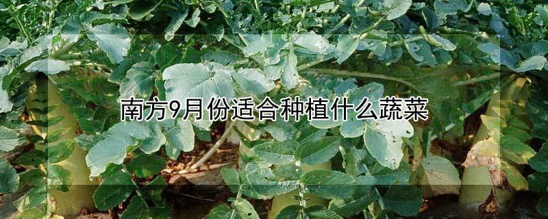 南方9月份适合种植什么蔬菜 南方九月种植什么蔬菜