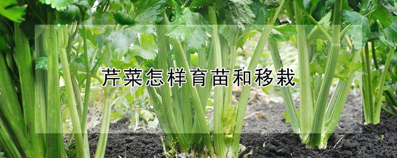 芹菜怎样育苗和移栽 如何移栽芹菜苗