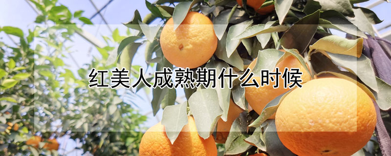 红美人成熟期什么时候 红美人成熟期什么时候种植