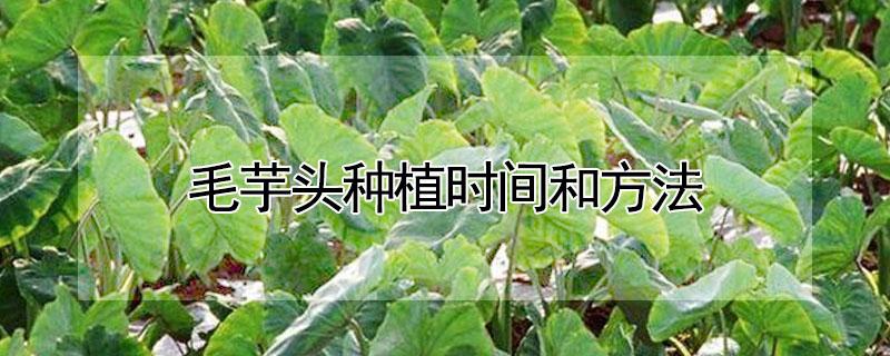 毛芋头种植时间和方法（毛芋头种植时间和方法和套种）