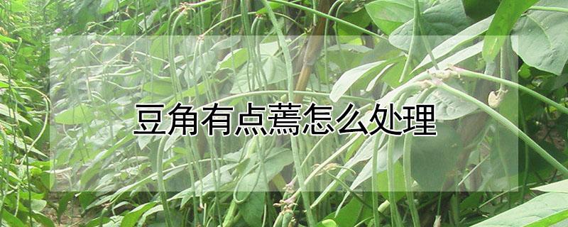 豆角有点蔫怎么处理 豆角打蔫什么原因