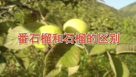 番石榴和石榴的区别 番石榴和石榴的区别蚂蚁庄园提问