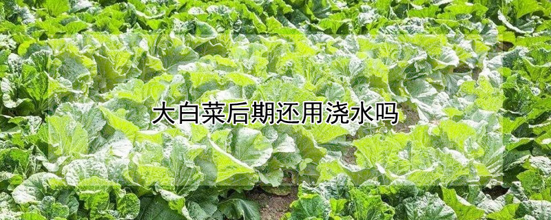 大白菜后期还用浇水吗（大白菜后期几天浇一次水）