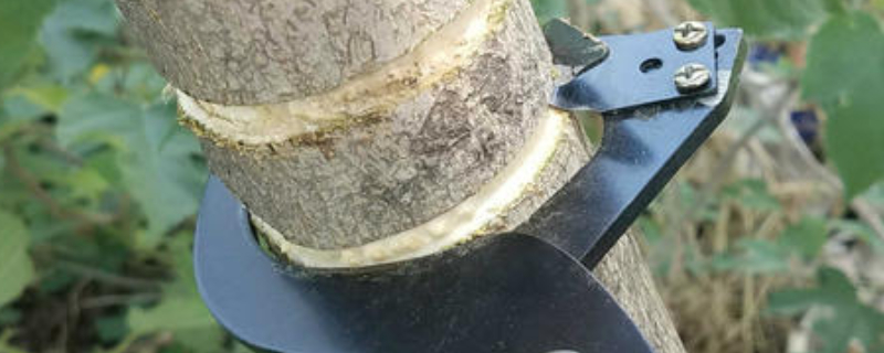 枣树几月份环割 枣树什么时候环割?