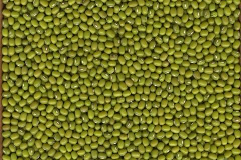 绿豆是怎么长出来的