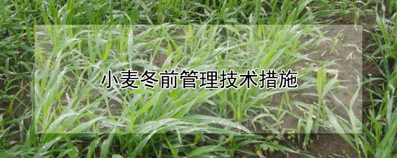 小麦冬前管理技术措施（小麦冬季管理措施）