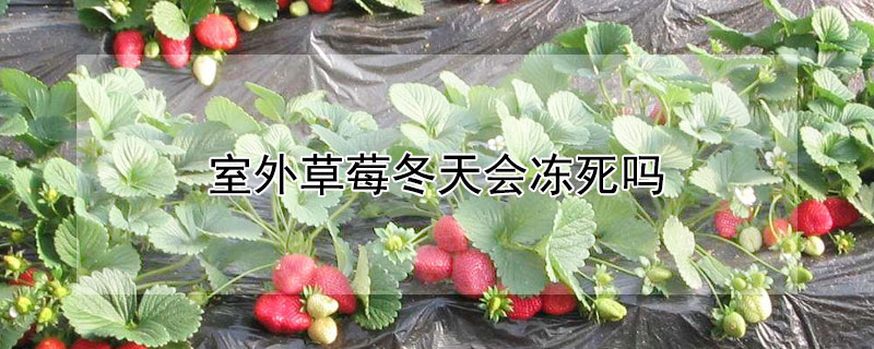 室外草莓冬天会冻死吗（室外草莓冬天会冻死吗为什么）
