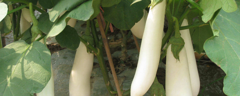 茄子移栽后几天施肥（茄子移栽后几天施肥最佳）