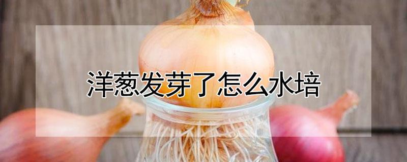 洋葱发芽了怎么水培（洋葱发芽了怎么水培好）