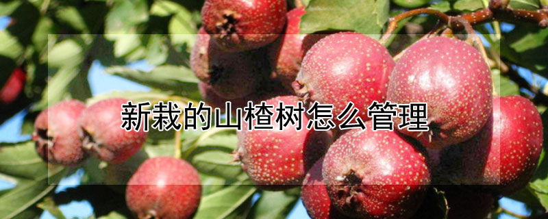 新栽的山楂树怎么管理（山楂树移栽后的管理）