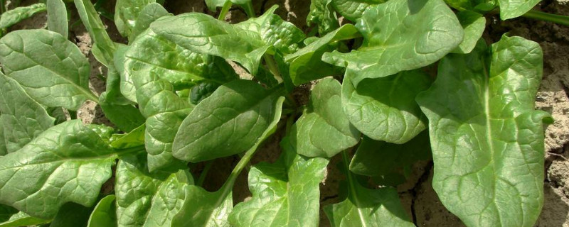 菠菜出苗后怎么管理 菠菜出苗后怎么管理呢