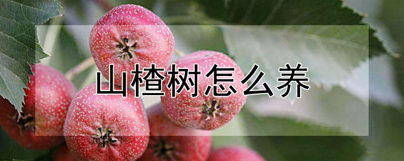 山楂树怎么养（山楂树怎么养才长得好）