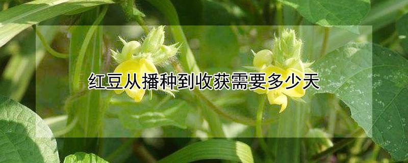 红豆从播种到收获需要多少天（红豆的收获时间是多少）