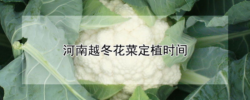 河南越冬花菜定植时间（越冬花菜什么时候种植）