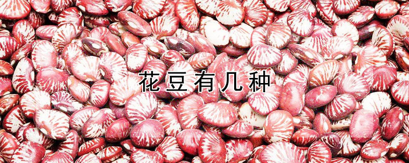 花豆有几种 花豆有几种求图