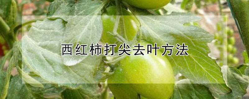 西红柿打尖去叶方法 西红柿打尖去叶方法有哪些