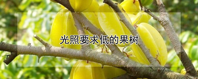 光照要求低的果树 光照要求低的果树种植
